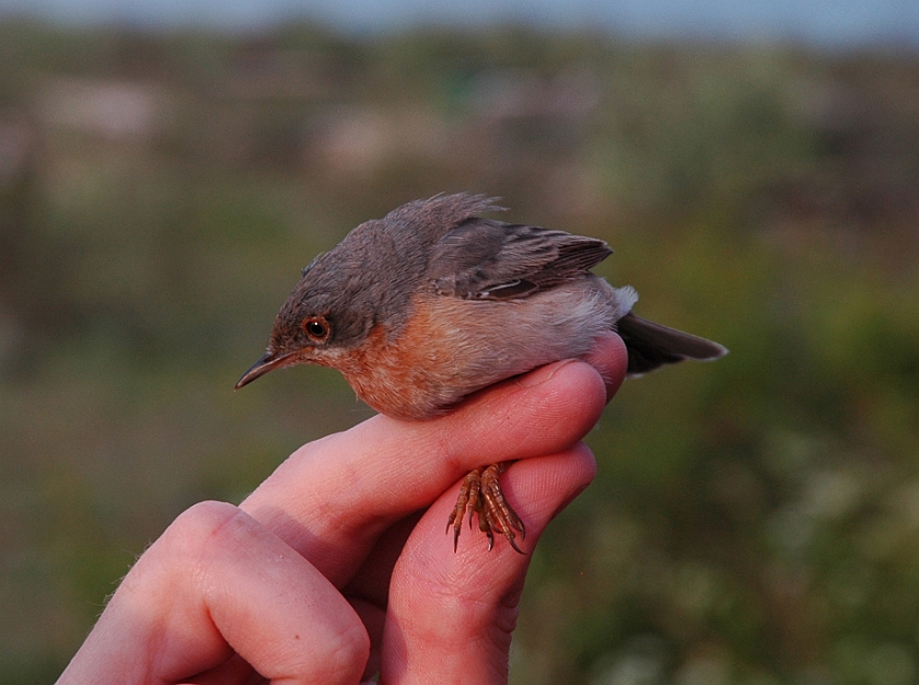 Subalpine Warbler, Sundre 20070522